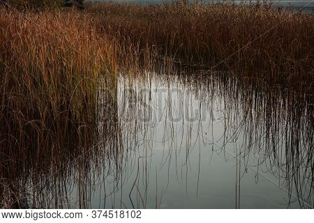 Brown Reeds Reflecting On The Calm Water In Autumn, Abant Lake, Bolu, Turkey