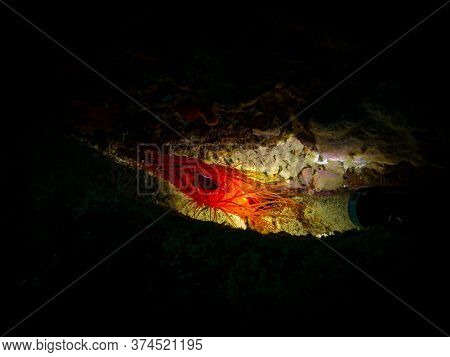 Electric Clam Or Ctenoides Ales In A Lit-up Cave With A Black Background. Photo From A Puerto Galera