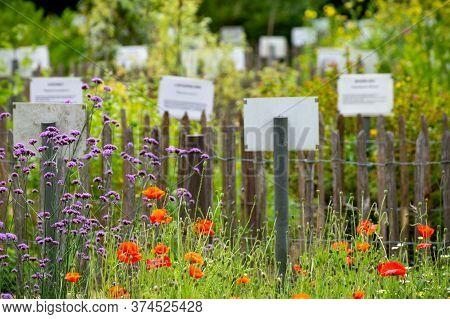 Rich Collection Of Different Medicinal, Edible, Poisonious Plants And Herbs In Abbey Botanical Garde