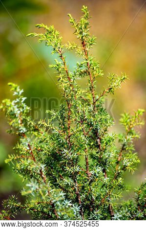 Botanical Collection Of Medicinal Plants And Herbs, Juniperus Communis Or Common Juniper Conifer Shr
