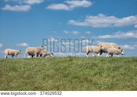Dutch Dike With Flock Of Sheep And Beautiful Clouds Sky
