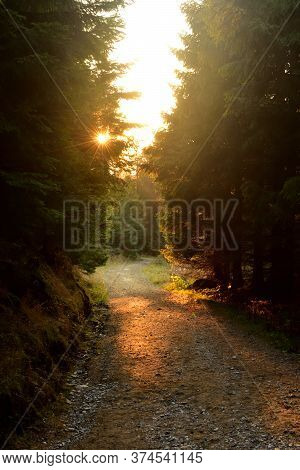 Forest Road At Sunset, Sun Rays Shining Through Trees.