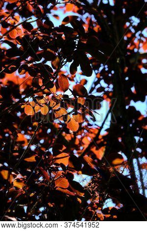 Bottom View Of Red Leaves In Tree Top. Dark Scene With Warm Red Orange Foliage