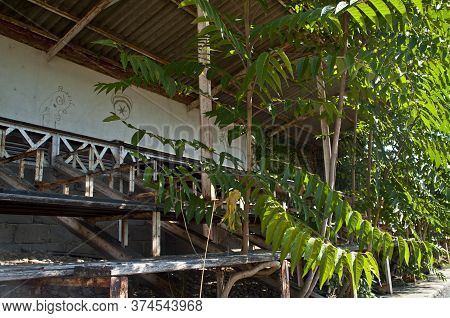 Nature Is Taken Over The Main Stand Of The Demolished Stade De La Palla Football Stadium In Valence,