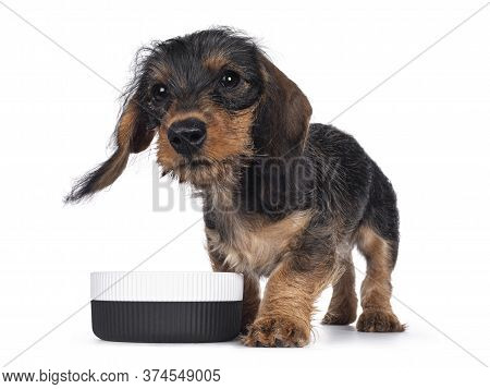 Cute Boar Mini Wirehair Kanninchen Dachshund Pup, Standing Beside Ceramic Food Bowl. Floppy Ears And