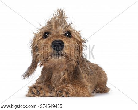 Cute Blond Mini Wirehair Kanninchen Dachshund Pup, Laying Down Facing Front. Hair In Funny Mohawk. L