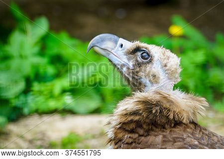Closeup Portrait Of A Cinereous Vulture, Aegypius Monachus, That Is A Large Raptorial Bird