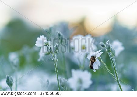 Floristics, Botany Concept - Delicate Bee On Little White Flowers From Lower Macro Angle Against Bac