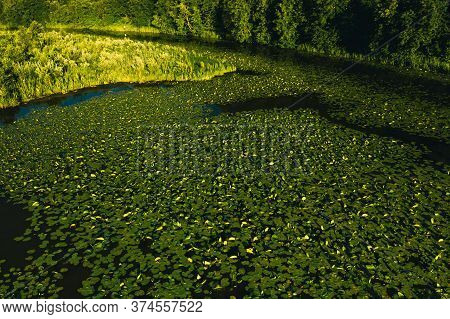 Top View Of The Svisloch River In The Citys Loshitsa Park With Lilies At Sunset.beautiful Nature Of 