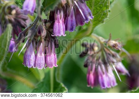 Macro Shot Of Common Comfrey (symphytum Officinale) In Bloom