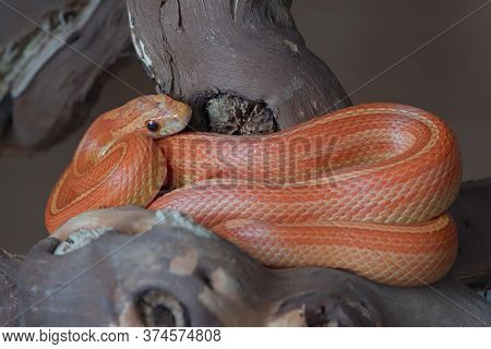 This Yellow, Orange And Red Striped Corn Snake Is Sat Coiled In The Parting Of A Thick Branch. Sleek