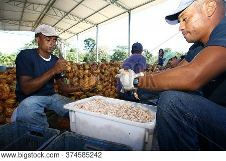 Ilheus, Bahia / Brazil - July 7, 2011: Farmer Is Processing Cocoa Fruits On The Farm In The City Of 