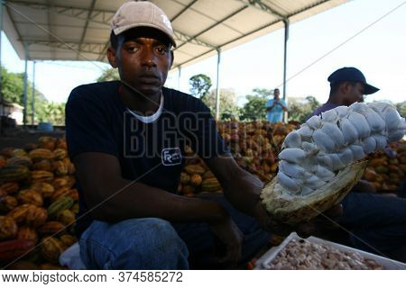 Ilheus, Bahia / Brazil - July 7, 2011: Farmer Is Processing Cocoa Fruits On The Farm In The City Of 
