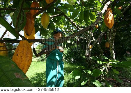 Ilheus, Bahia / Brazil  - March 21, 2011: Rural Worker Is Seen During Cocoa Harvest On A Farm In The