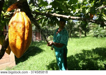 Ilheus, Bahia / Brazil  - March 21, 2011: Rural Worker Is Seen During Cocoa Harvest On A Farm In The