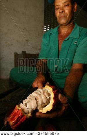 Ilheus, Bahia / Brazil  - March 21, 2011: Rural Worker Is Seen During Cocoa Harvest On A Farm In The