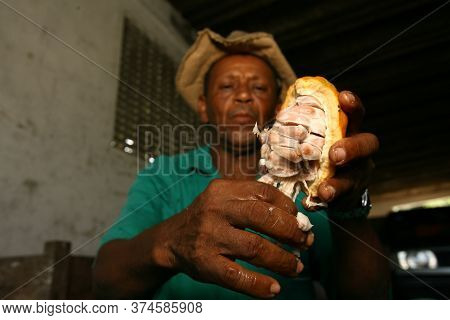 Ilheus, Bahia / Brazil  - March 21, 2011: Rural Worker Is Seen During Cocoa Harvest On A Farm In The