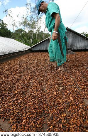 Ilheus, Bahia / Brazil - March 21, 2011: Farmer Drying Cocoa Beans On A Farm In The City Of Ilheus.