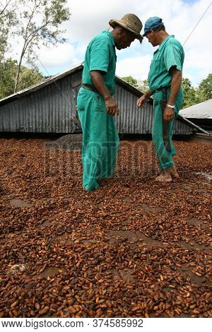 Ilheus, Bahia / Brazil - March 21, 2011: Farmer Drying Cocoa Beans On A Farm In The City Of Ilheus.
