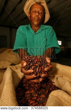 Ilheus, Bahia / Brazil - March 21, 2011: Farmer Drying Cocoa Beans On A Farm In The City Of Ilheus.