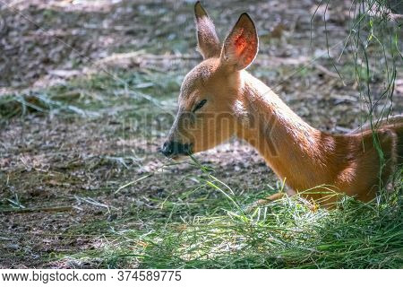 A Young Sika Deer Lying On The Ground And Grass. The Sika Deer, Cervus Nippon, Also Known As The Spo