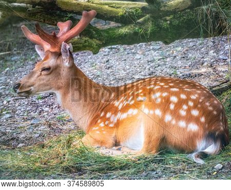 A Sika Deer Lying On The Ground And Grass. The Sika Deer, Cervus Nippon, Also Known As The Spotted D
