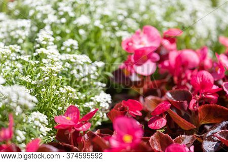 Close-up Of A Beautiful Flower Bed With White Alissum Flowers