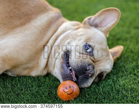 Playful Frenchie Rolling Eyes And Looking At Camera. Off-leash Dog Park In Northern California.