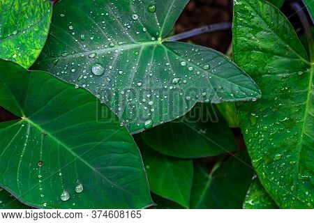 Fresh Green Closeup Of Taro (colocasia Esculenta) Plant Leaves With Rain Drops Or Morning Dew. Also 