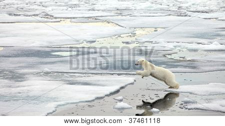 Oso polar de salto