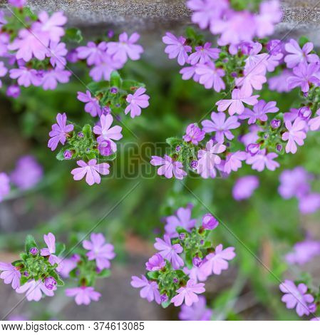 Small Purple Erinus Alpinus Flowers Near Stone Wall. Floral Background.