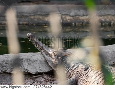 Closeup False Gharial Was Sunbathing On The Rock