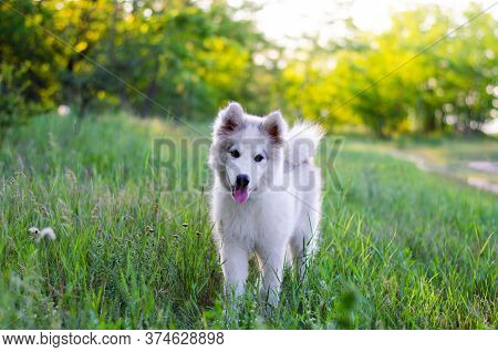 Samoyed Dog. White Puppy With Light Brown Abalone In Nature. Samoyed Puppy Stands In The Grass. Port