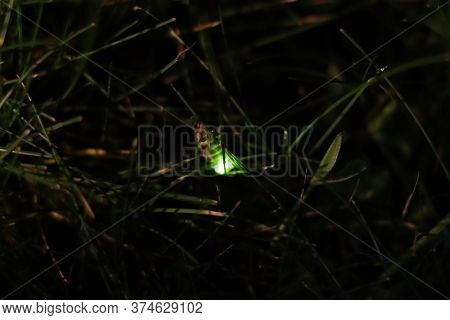 Female Common Glow-worm. European Glow-worm (lampyris Noctiluca) On A Blade Of Grass.