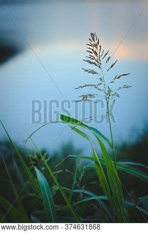 Long, Green Grass Blades Against Summer Evening Sky. Peaceful, Calm Scene.
