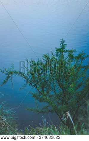 Spiny Needle Bush (vachellia Farnesiana) On The Shores Of A Lake In San Luis, Argentina.