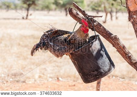 A Cock Sitting On A Bucket Hanging From A Tree In A Himba Village Near Epupa