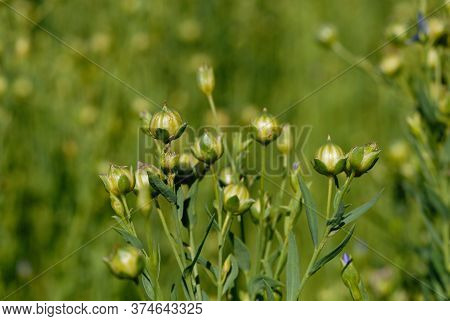 Flax Blossoms On The Field In Summer Closeup. Shallow Depth Of Field