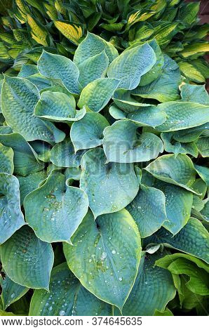 Lush green foliage of decorative plant Hosta (Funkia). Water drops on leaves after rain.