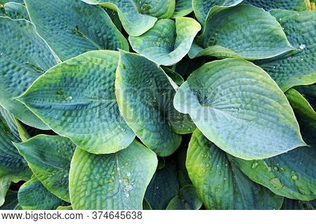 Lush green foliage of decorative plant Hosta (Funkia). Water drops on leaves after rain.              