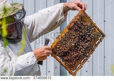 A Beekeeper In Protective Clothing Holds A Frame With Honeycombs, Examines Bees In The Apiary. Prepa