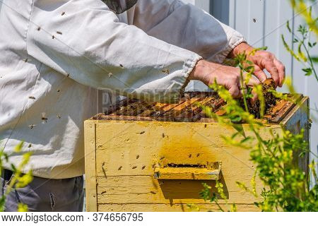 Hands Remove Frame With Honeycombs From The Hive. A Beekeeper Inspects Bees In An Apiary. Preparing 