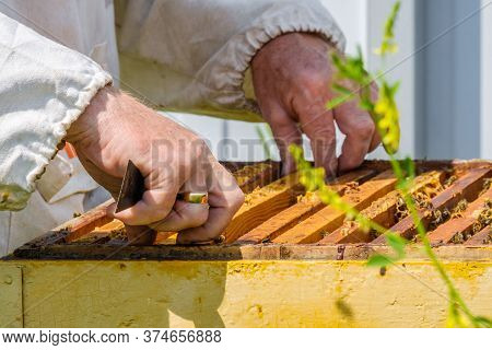Hands Remove Frame With Honeycombs From The Hive. A Beekeeper Inspects Bees In An Apiary. Preparing 