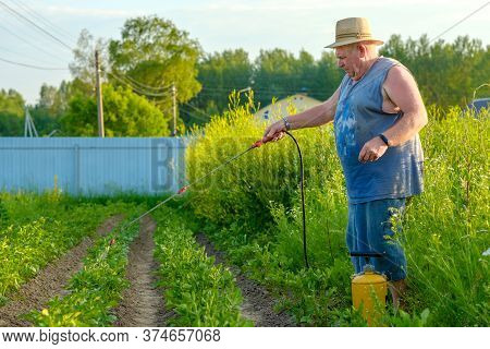 An Elderly Man In A Hat Sprays An Insecticide On The Tops Of Potatoes. The Fight Against The Colorad