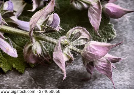 Sage - A Medicinal Plant With Antiseptic Action