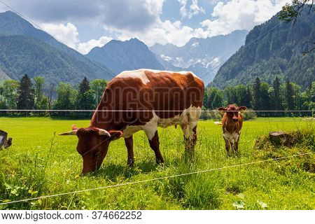 Cows At Kamnik-savinja Alps In Jezersko, Slovenia