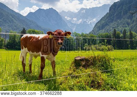 Cows At Kamnik-savinja Alps In Jezersko, Slovenia
