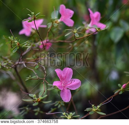 Azalea, Rhododendron,
Purple Flowers Of Geranium Soboliferum (japanese Cranesbill) In A Greenhouse I