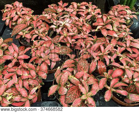 Hypoestes (lat.- Hypoestes Phyllostachya Baker) Is An Evergreen Plant Used In Garden Design