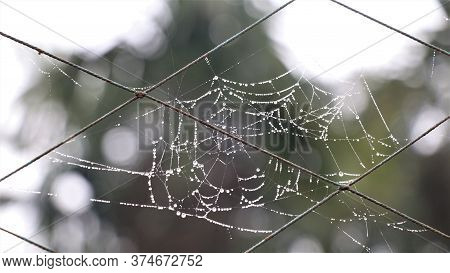 Spider Web On Nylon Net In Mist